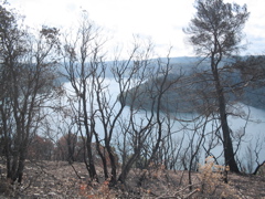 Lac d'Esparron through burnt forest (1)