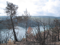 Lac d'Esparron through burnt forest (2)