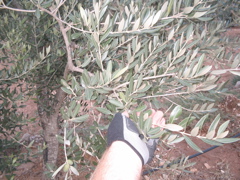 olive trees closeup