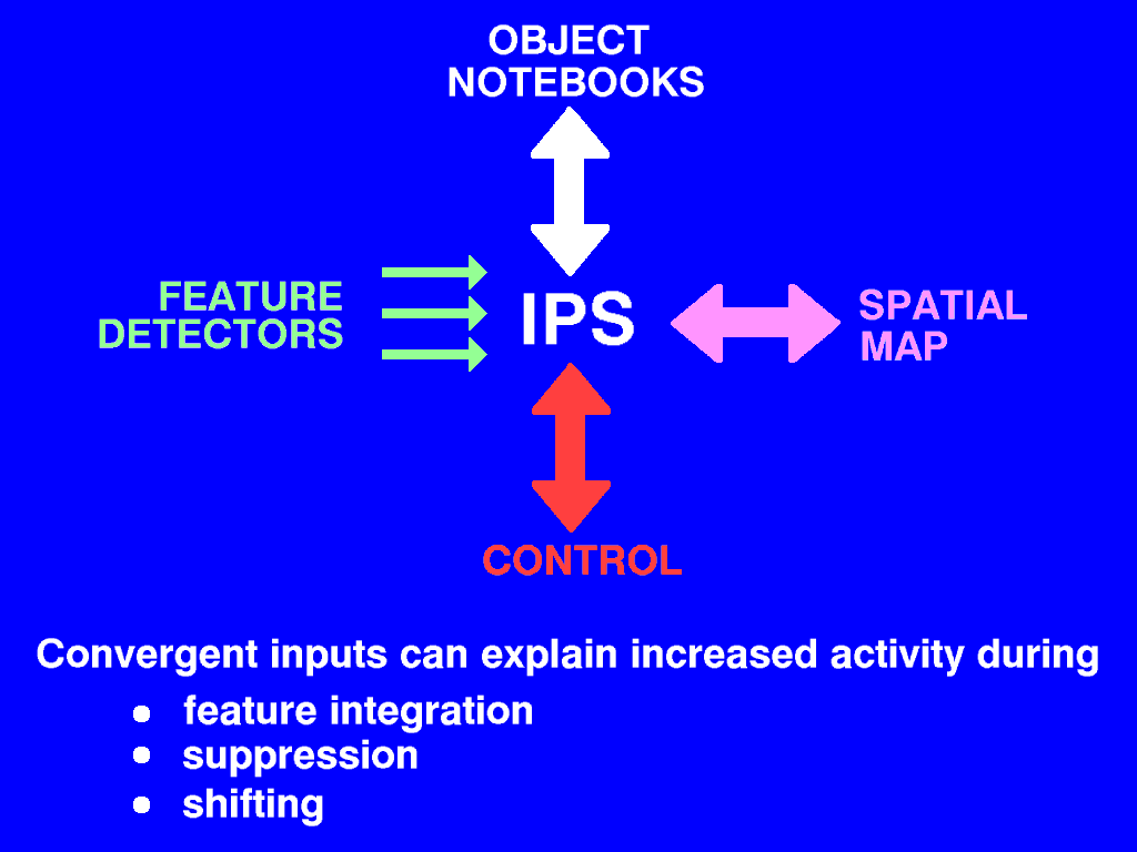 other roles of intraparietal sulcus