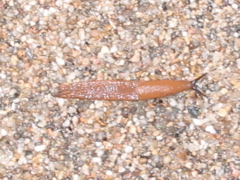 slug