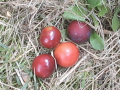 prunes