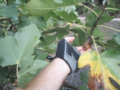 figs