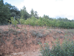 grape vines