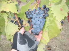 grapes closeup
