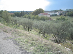olive trees