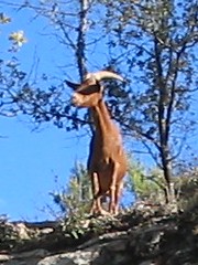 mountain goat