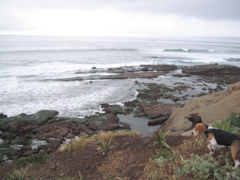 La Jolla Cove
